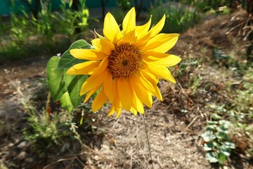 Flor de girasol en el jardín 