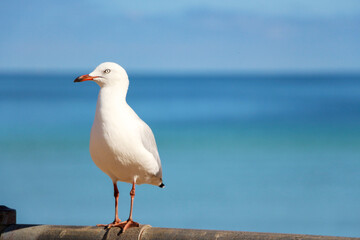 seagull sitting on fence with blue sea