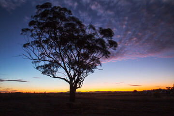 gum tree silhouetted against twilight
