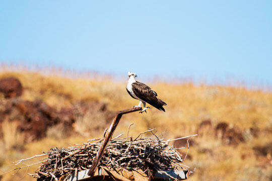 Osprey watching over nest