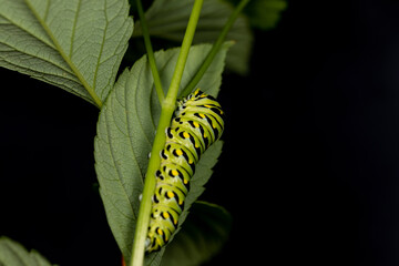 Black Swallowtail caterpillars. In North America they are more common species. It is the state butterfly of Oklahoma and New Jersey.