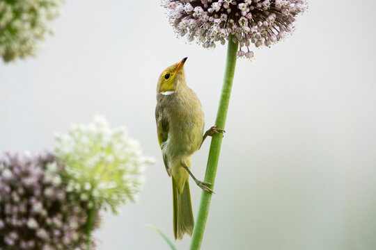 Honeyeater on allium flower stem