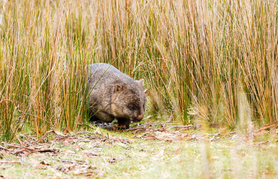 wombat walking through reedy grass
