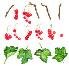 Watercolor colorful set with red currants berries, leaves and branches. White background