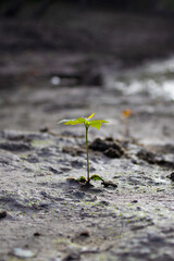 sprout on the ground