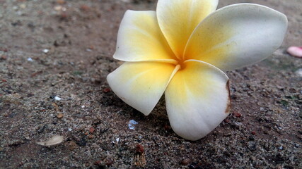 frangipani flower on the ground
