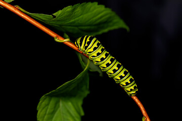 Black Swallowtail caterpillars. In North America they are more common species. It is the state butterfly of Oklahoma and New Jersey.