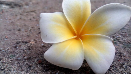 frangipani flower on the ground