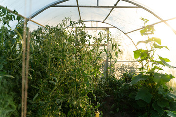Tomatoes grow in a greenhouse. Sunny summer evening
