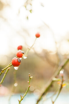 Water droplet dripping from red rose hip on overcast morning