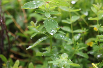water drops on a green leaf
