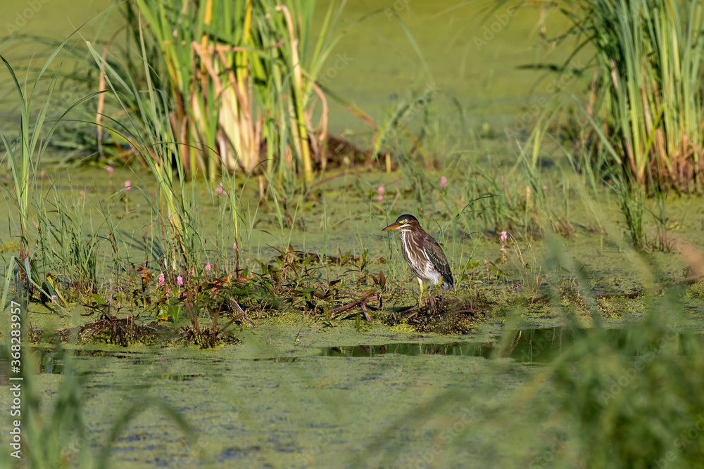 Canvas Prints The green heron on the marsh.