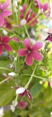 Natural Beautiful Flower Close Up Shot 