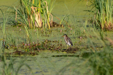 The green heron on the marsh.