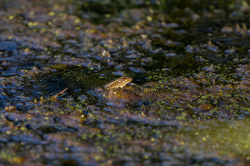 The leopard frog on an overgrown pond