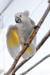 portrait of a beautiful white yellow cockatoo 