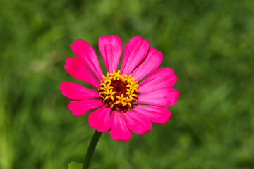 Pink zinnia flowers with green leaves background.