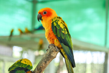 Cute Sun Conure parrot birds on the tree branch