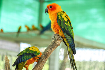 Cute Sun Conure parrot birds on the tree branch