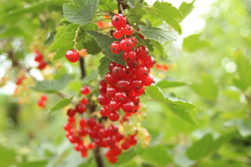 red currant bush