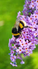 Bee on purple flower