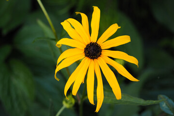 Yellow Echinacea flower on a green blurred background grows in the garden on a summer day