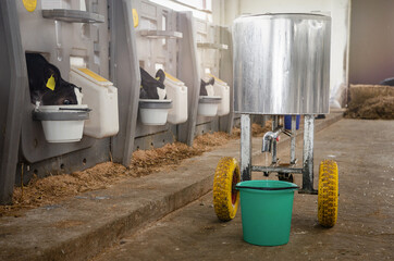 Dairy calves fed milk in the stable. Calf on a dairy farm drinking millk from a drinking bowls © silentalex88