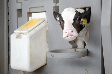 Dairy calves fed milk in the stable. Calf on a dairy farm drinking millk from a drinking bowls