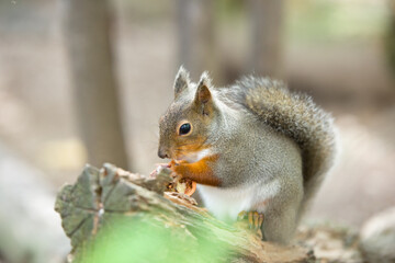 リスのカワイイ姿　Squirrel