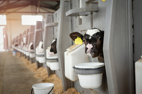 Dairy calves fed milk in the stable. Calf on a dairy farm drinking millk from a drinking bowls