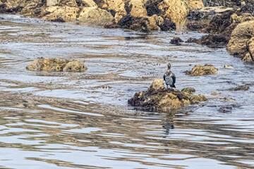 cormorant on the rocky coast of the island of Ouessant, off Brittany