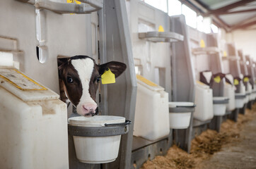 Dairy calves fed milk in the stable. Calf on a dairy farm drinking millk from a drinking bowls