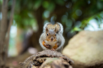 リスのカワイイ姿　Squirrel