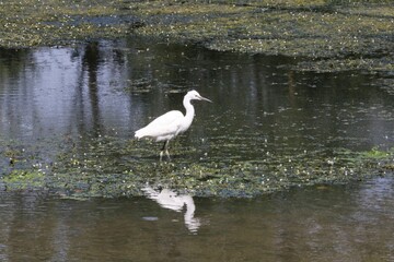 Aigrette garzette