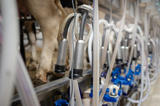 Modern equipment for milking cows on a new farm, the process of milking cows. Cow milking facility and mechanized milking equipment