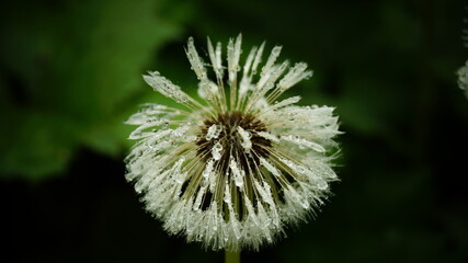 Dmuchawiec © Natalia