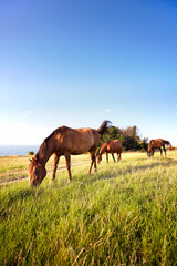 Horses grazing in a field on the Black Sea Coast