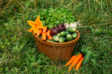 A wicker basket with vegetables stands on the green lawn. Carrots, beets, cucumbers, onions and...