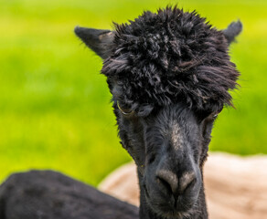 A close-up view of stern-looking black Alpaca in Charnwood Forest, UK on a spring day shot with face focus and blurred background