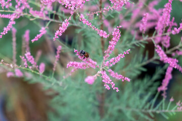 Bee is sucking for the nectar of pink pine blossoms (Tamarix smyrnensis Bunge) in the park..