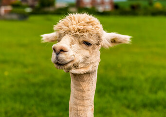 Obraz premium A long-necked apricot coloured Alpaca in Charnwood Forest, UK on a spring day shot with face focus and blurred background