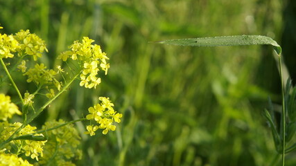 the horizontal blade of grass in drops of dew on a meadow blurred