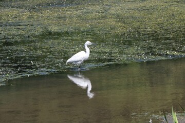Aigrette garzette