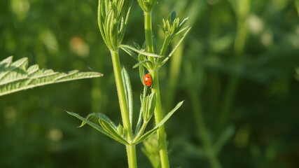 ladybug crawls down the plant