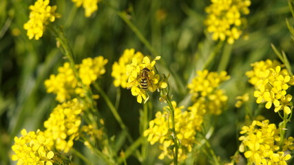 a fly on a rapeseed flower