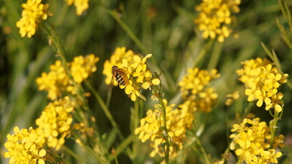 yellow flower with an insect in the meadow