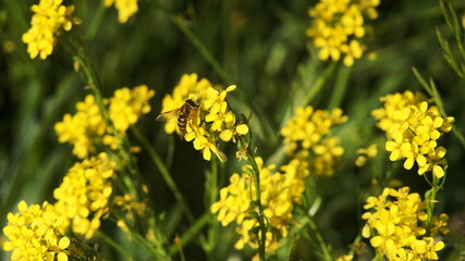 the striped fly eats nectar from a yellow flower