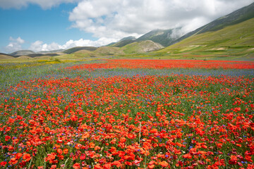 Panorama in summer of a field with poppies and violet flowers - cultivation of lentils from the plateau in the mountains of Castelluccio di Norcia, Umbria, Italy