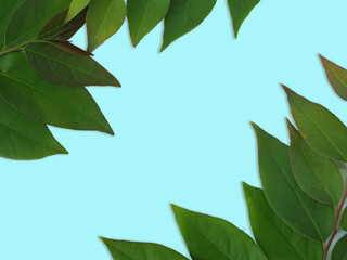 Flat lay of green leaf frame on a blue background.