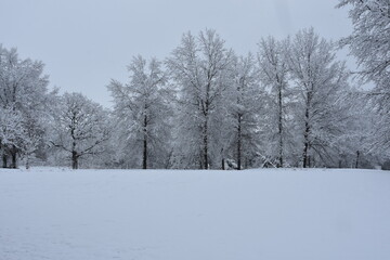 Fototapeta na wymiar Snowy Tree Landscape